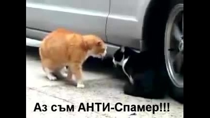 + Яки Субс - Една Котка се кара на Друга 
