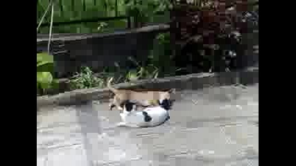 Голям смях - Кученце и котка се борят 2