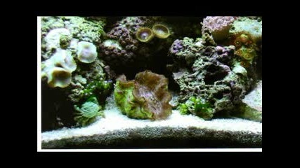 Nano Reef Slideshow