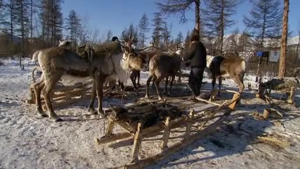 National Geographic - Дивата Природа : Северният елен в Сибир