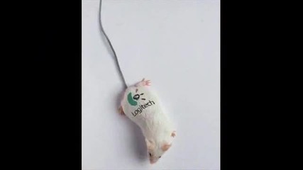 Смешни Животни *смях*