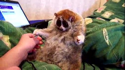 Много готин домашен любимец