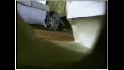 Котки - Голям смях!!!