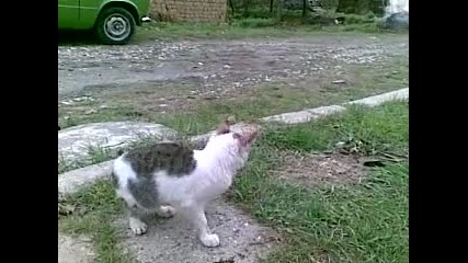 Видеo koтka