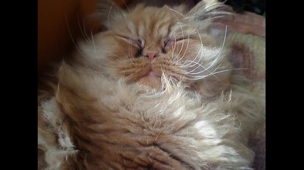 Tedi 19.3.2013