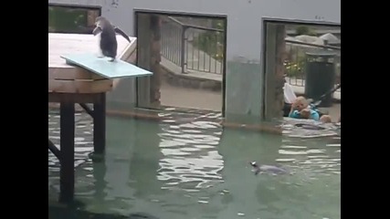 Пингвин се страхува да скочи във водата