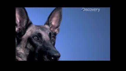 Time Warp - Dog Catches Hot Dog