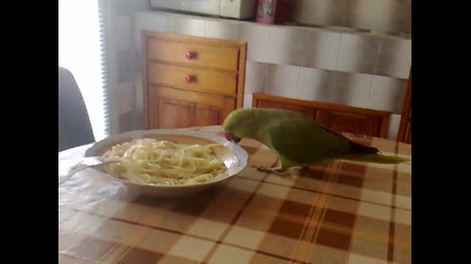 моя папагал яде спагети