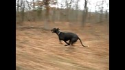 Куче бяга с 30 mph / 50 км. в час