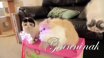 **превод** 44 Котки