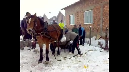 probi v ihtiman