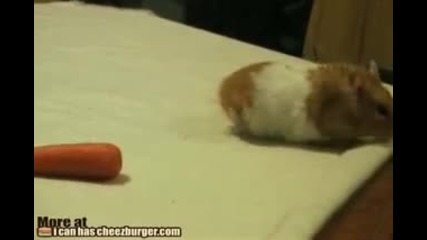 Има морков