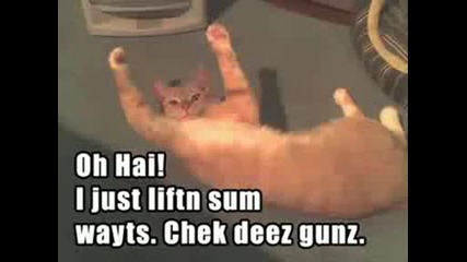 very funny cats
