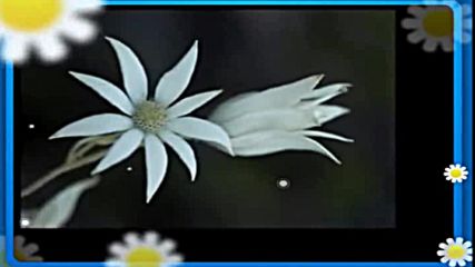 Flori Peter Kreuder - Chitara si Marea