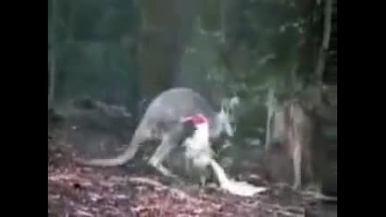 бой между кенгуро и гъска