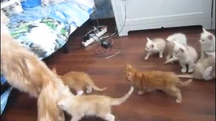 Котешки отряд за бързо реагиране.. :)))