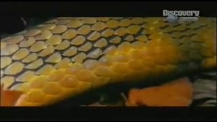 Cobra vs. Python 