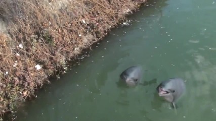 Делфини в река Дъмбовита - Румъния