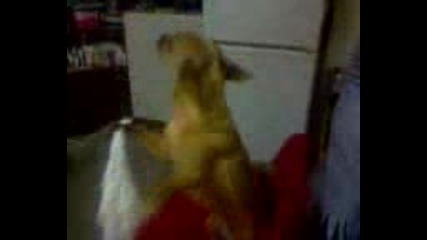 Куче Танцува Ръченица С Кърпа В Ръка.wmv
