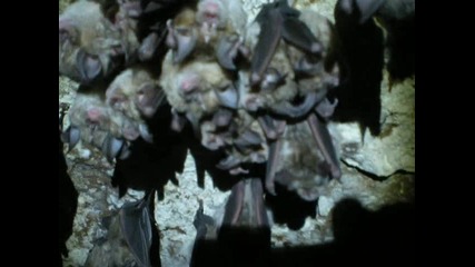 bat