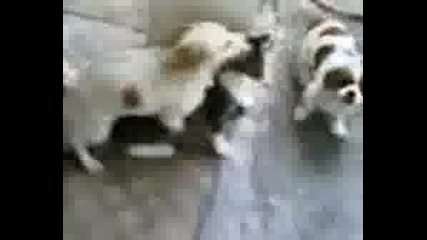 Две Кучета Изнасилват Котка