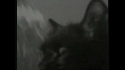 Mile Kitic - Zena i macka (hq)