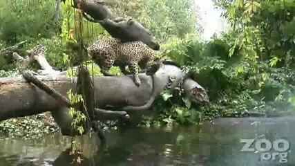 Ягуар под водата 