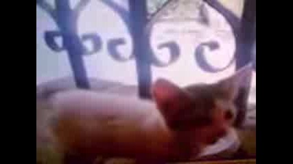 Попълнение*~*~*новото Коте~*елизабет*~ 
