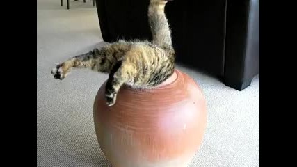 Дебела котка в гърне