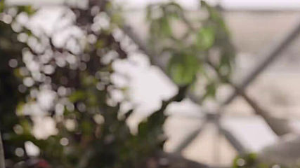 Bvlgari Man Wood Essence 2018 - Parfumi.net
