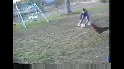 Funny Animals - Part Iii