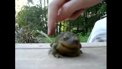 крастава жаба гъделичкане 