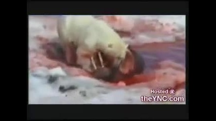 Полярна мечка срещу морж 
