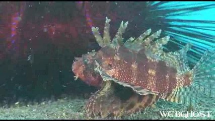 Bali Diving [ H D ]