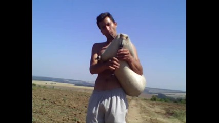 na put za pleven-rumen Markov
