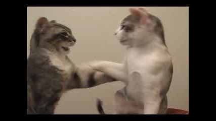 Котки се карат