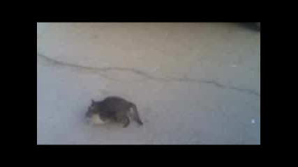 котешки секс на улицата - смях !!! cat sex on the street