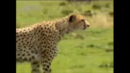 Гепардът - Най - бързото сухоземно животно 