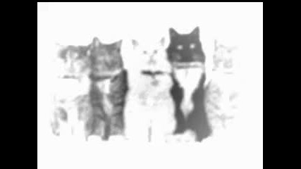 Cats Cats Cats