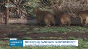 Защо зоопаркът в Бургас предлага капибарата за талисман на „Евровизия 2027”