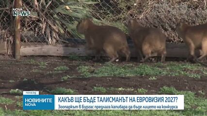 Защо зоопаркът в Бургас предлага капибарата за талисман на „Евровизия 2027”
