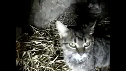 Котка пие мляко, докато доят крава 