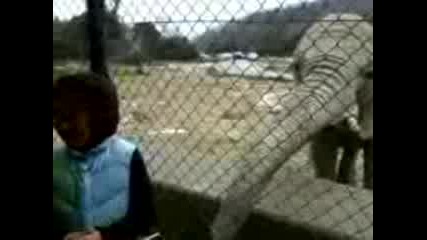 Elephant burp