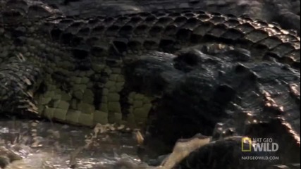 Crocs Kill