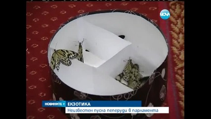Неизвестен пусна пеперуди в парламента - Новините на Нова