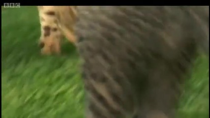Teaching cheetah cubs to play & hunt Cheetahs - Fast Track to Freedom - Bbc 