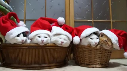 Пет котенца очакват Дядо Коледа