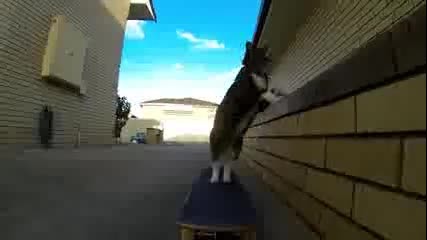 Приключението на котето скейтбордист