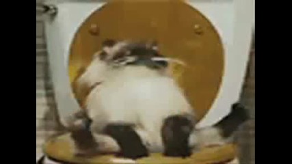 Very Funny Cats 1