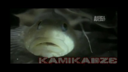 Top 10 Odd Animal Couples: Скариди и попчета 